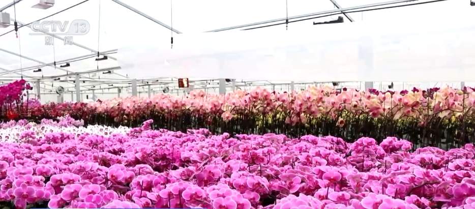 “菜篮子”量足价稳、鲜花市场备货忙 各地多举措保障节日市场供应