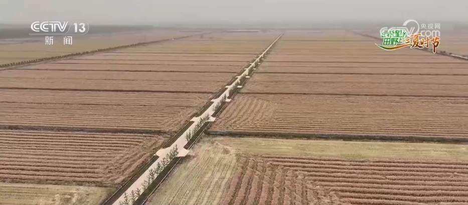 科技“组合拳”追“丰”正当时 多措并举打赢“三夏”关键仗