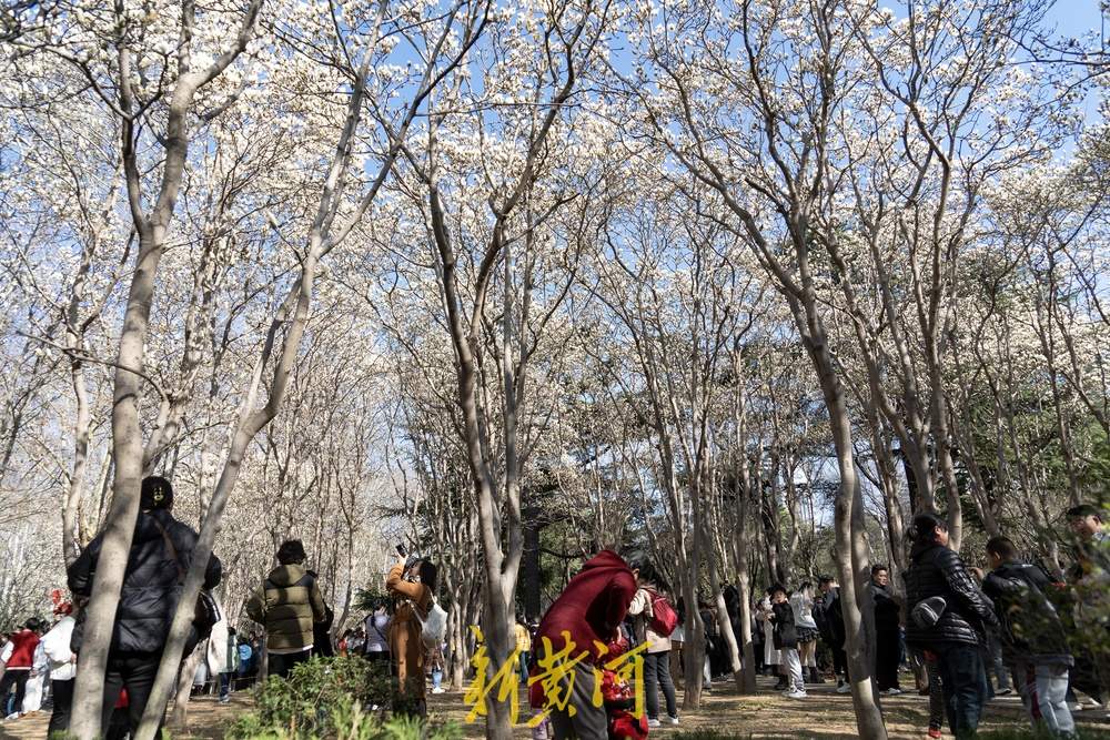 又见玉兰花开！济南百花公园赏花热 