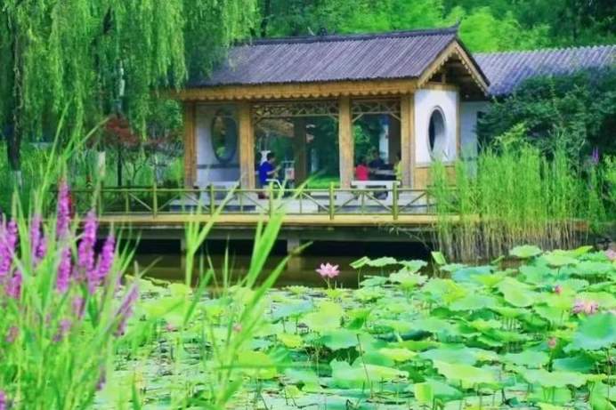 一年四季 泉在济南丨济南植物园月季花海盛放，快来邂逅泉城浪漫之约