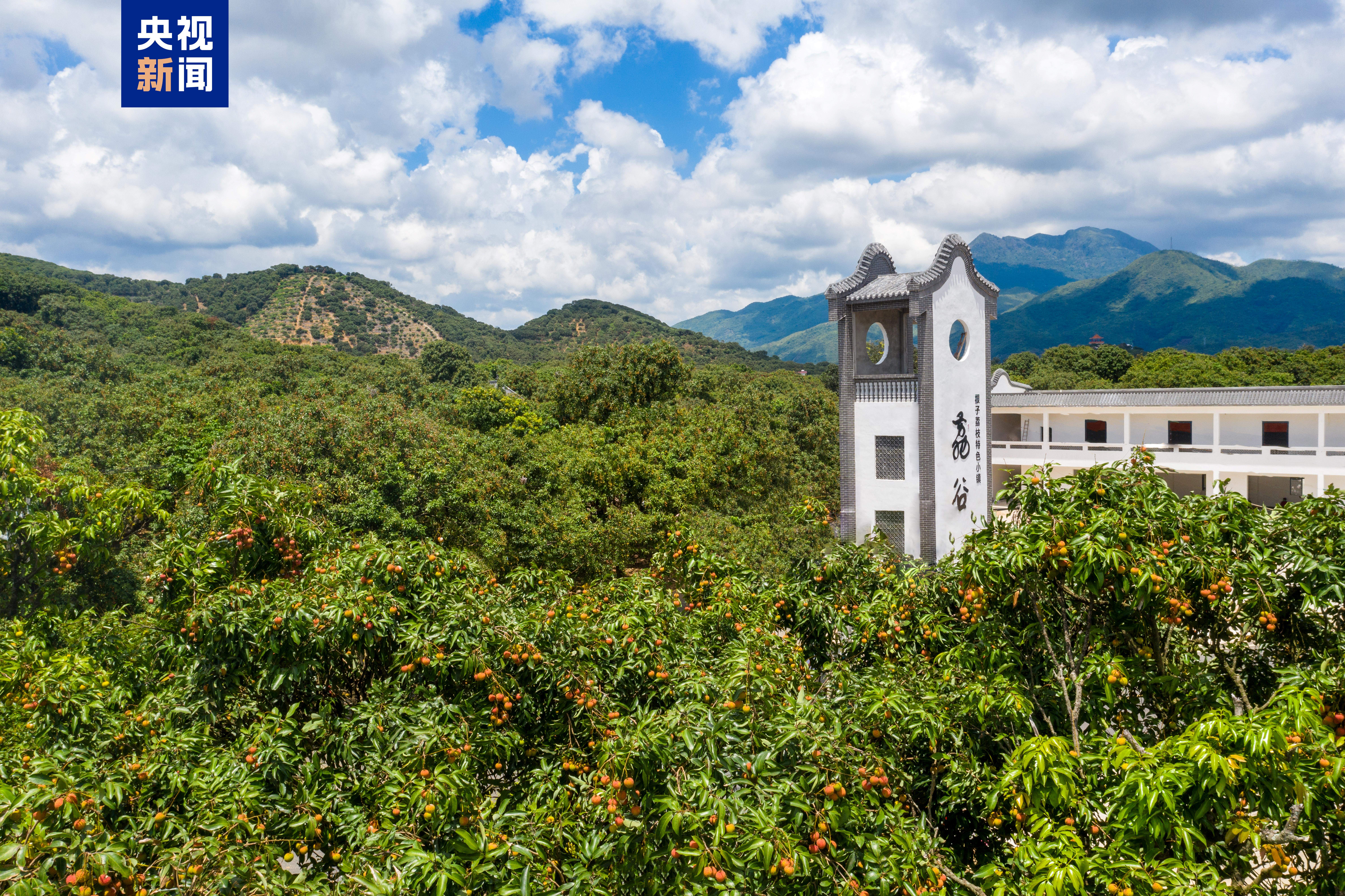 从“一骑红尘”到“一键下单” 岭南荔枝来了