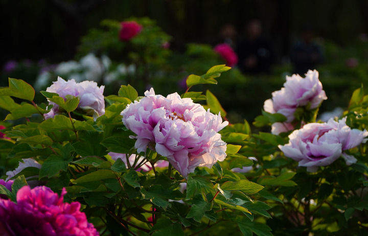 褚晓亮：在菏泽，读懂这封“牡丹来信”