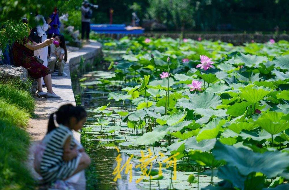 夏风拂柳荷  曾堤成大明湖最佳赏荷点