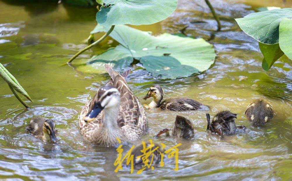 1只鸭妈妈带9个“鸭宝宝”：济南夏日明湖“鸭”力十足