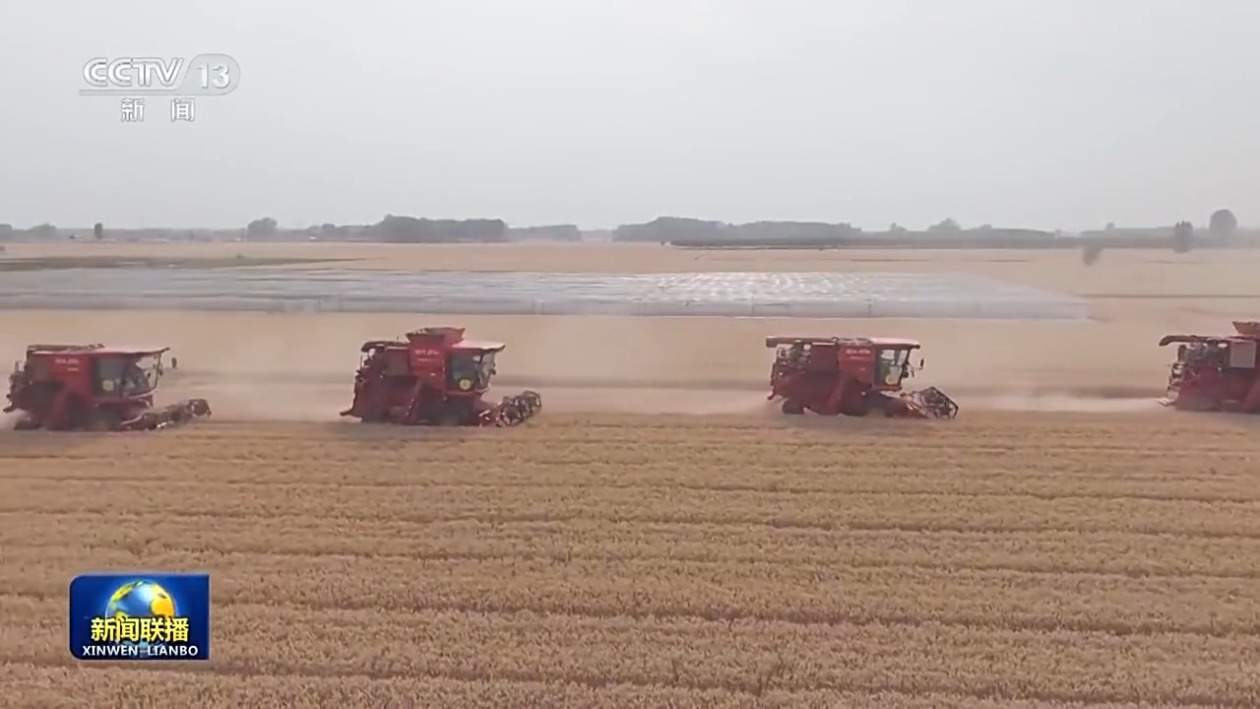 已收2.6亿亩 全国夏粮小麦进入收获高峰期