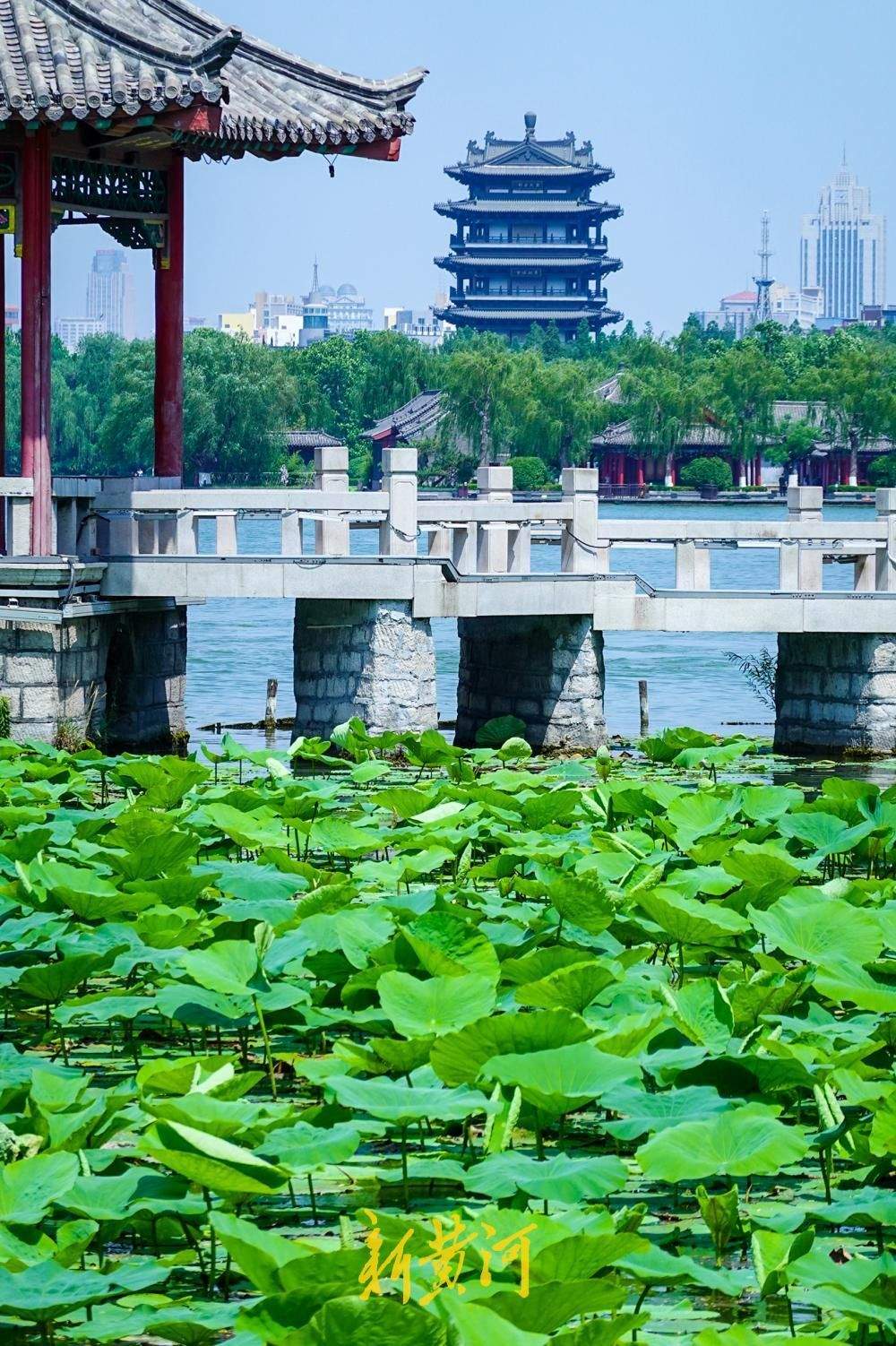 一年四季 泉在济南丨第一拨新荷含苞亮相 泉城进入赏荷季