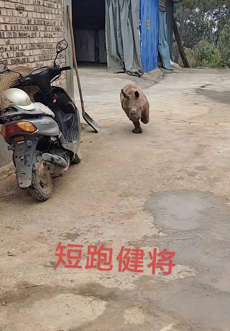 犀牛也能家养了？云南一男子“在线放犀牛”走红网络