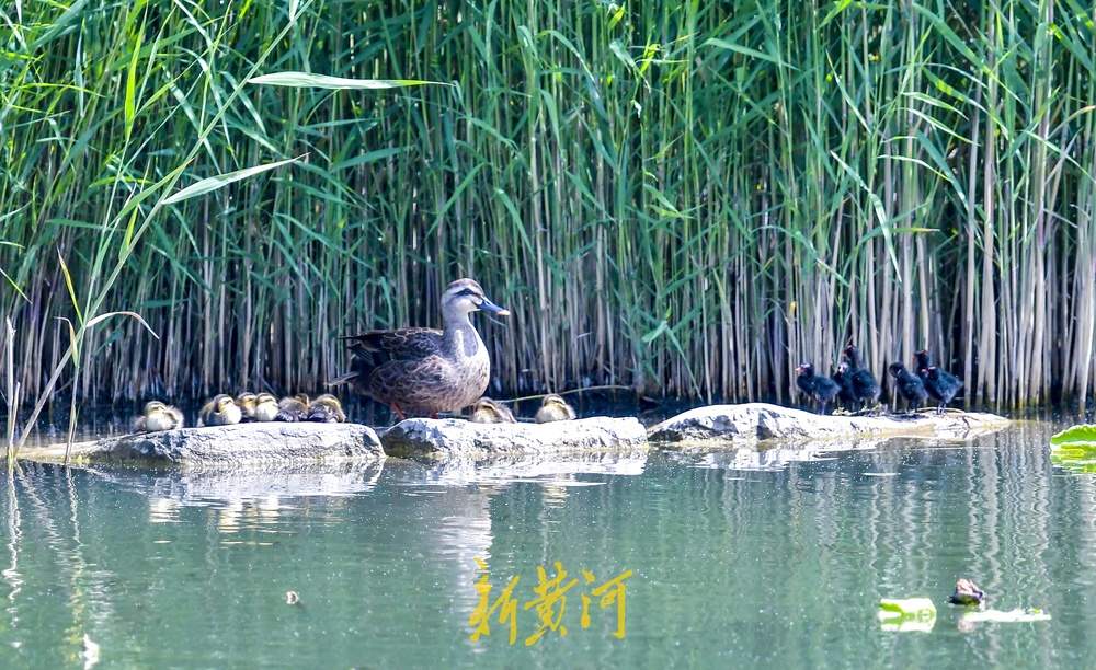 “快，跟上妈妈”，济南森林公园13只鸭宝宝随妈妈列队“巡游”