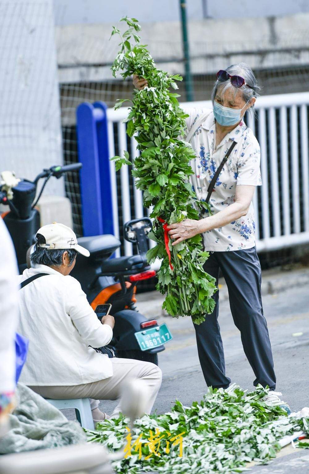 端午临近,艾草飘香