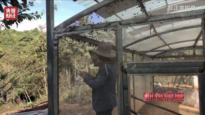 “杀人蜂”遭滥养 有人赚得盆满钵满 央视曝光