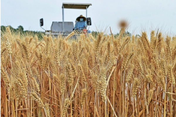 全国“三夏”小麦大规模机收基本结束