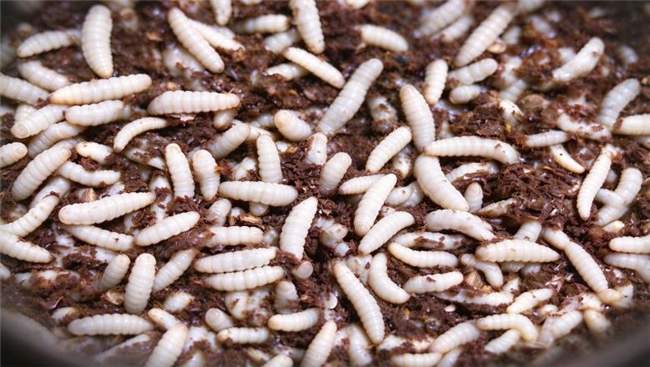 沱牌生物科技率先拿下黑水虻饲料生产许可证