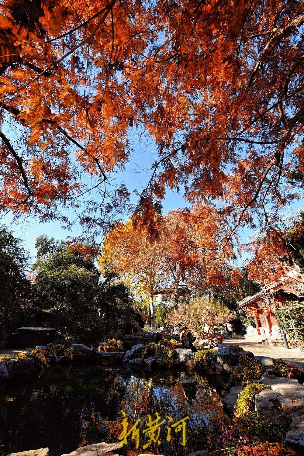 趵突泉畔水杉染红妆，与冬菊相映衬，视觉效果“拉满”