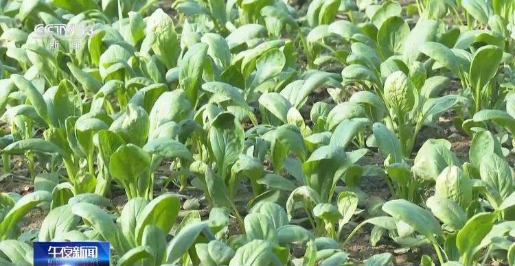 菜价波动后逐渐回落 山东等地如何拎稳“菜篮子”？