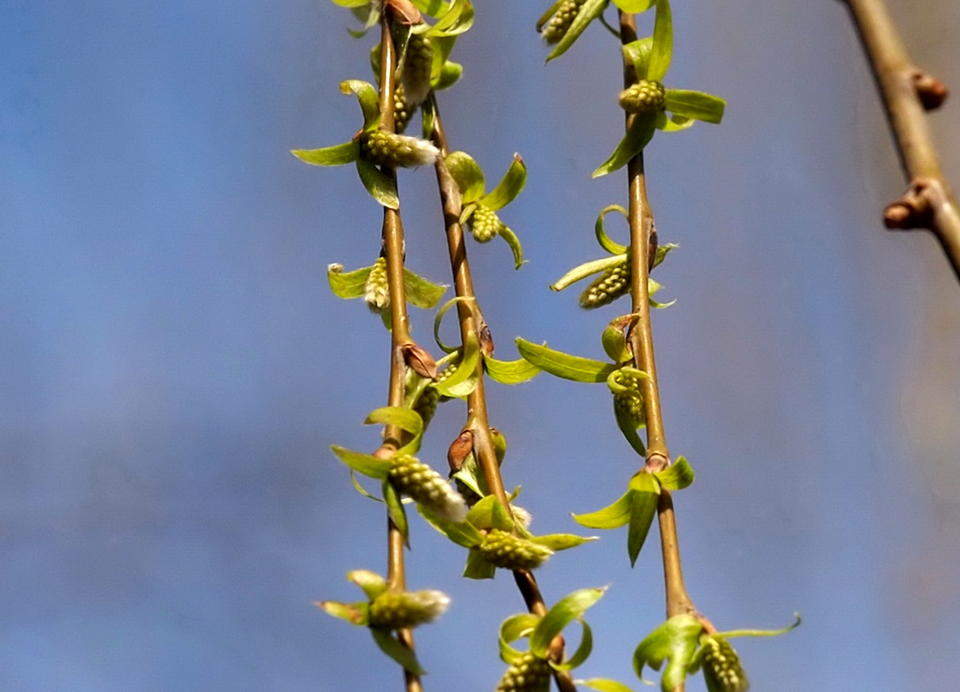 济南惊蛰到，万物复苏百虫闹