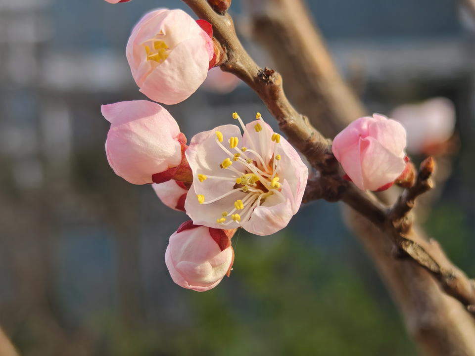 一树红杏春意浓，济南暖风轻送百花香
