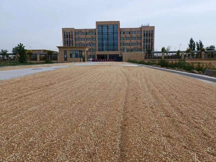 山东多个乡镇开放政府大院给农民晒粮