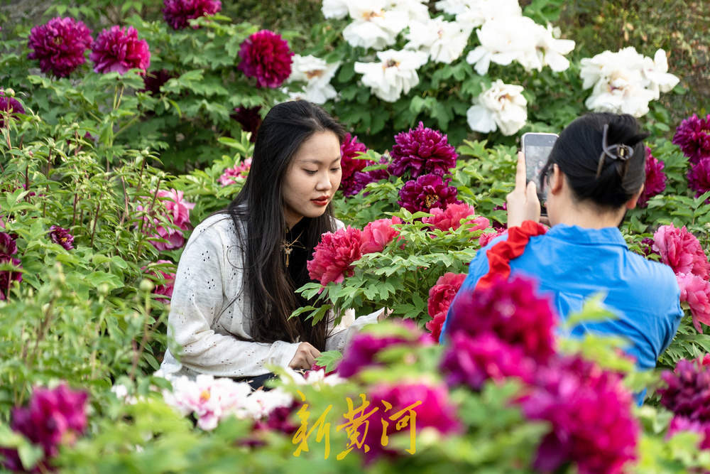 翰墨丹青绘国色，泉城牡丹醉游人
