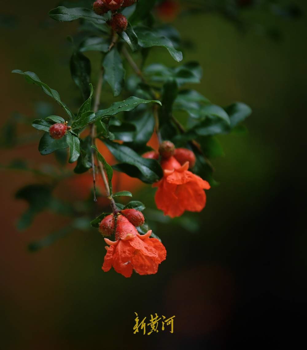 一年四季 泉在济南丨趵突泉畔石榴花开正盛，火红与古典建筑相映成趣