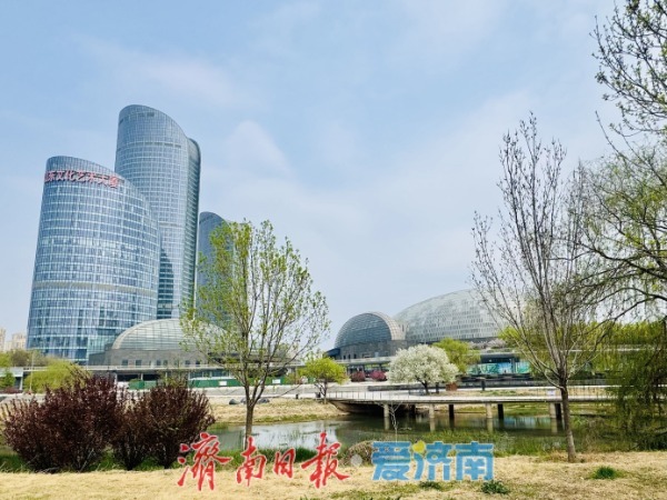 一树繁花映新城 腊河畔杜梨绽放绘春景