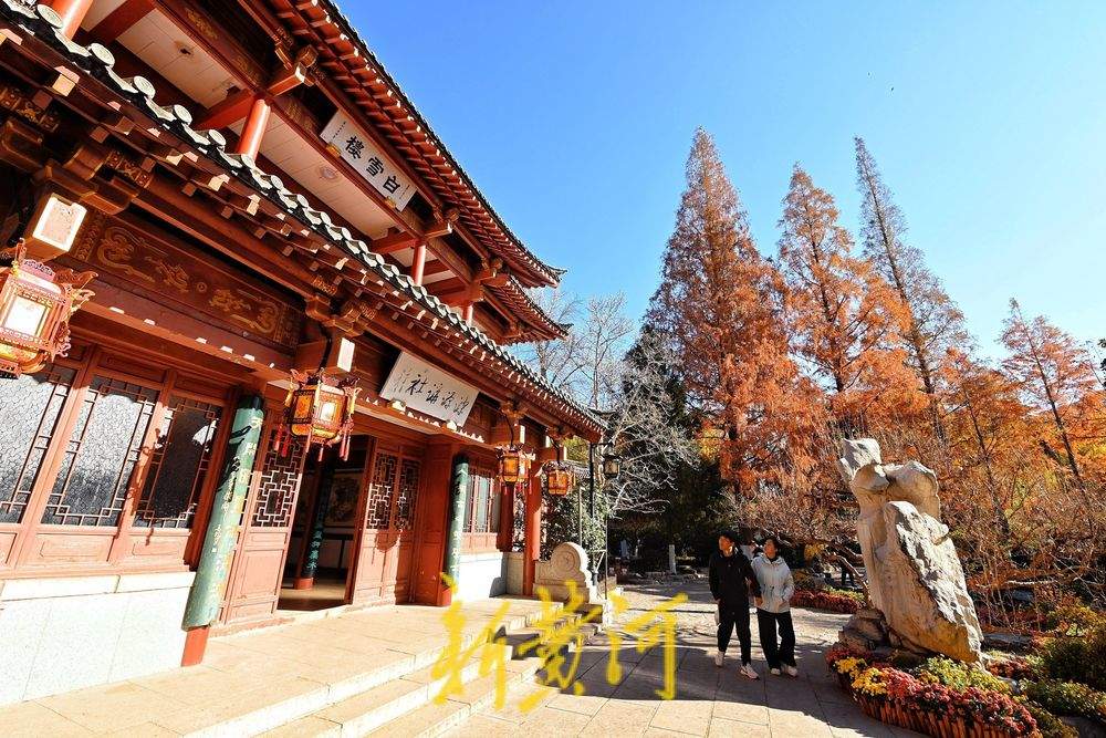 趵突泉畔水杉染红妆，与冬菊相映衬，视觉效果“拉满”