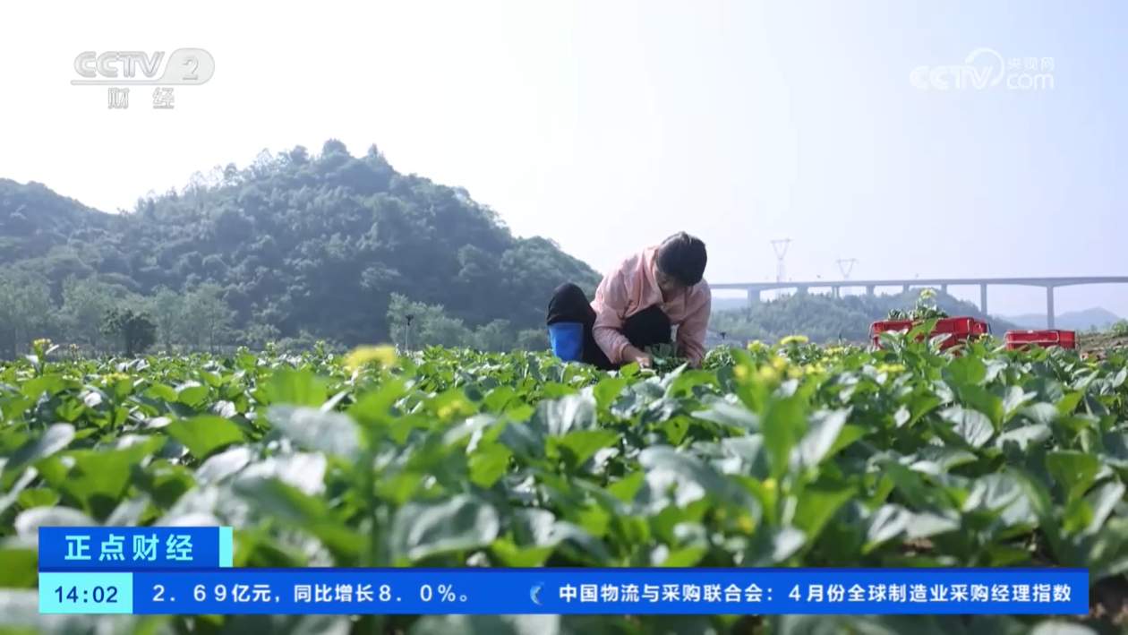 蔬菜供应基础扎实 全国蔬菜价格下降