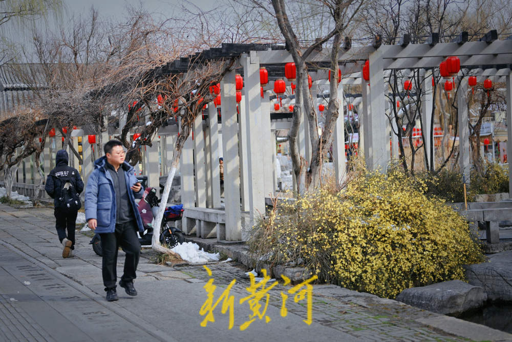 春寒料峭，百花洲景区迎春花雪中绽放