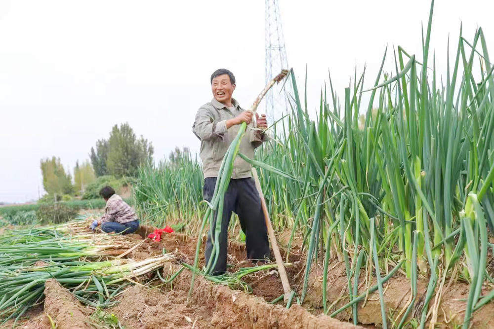 章丘大葱“高白甜”,不仅能卷煎饼,还能“长”出35亿元全产业链