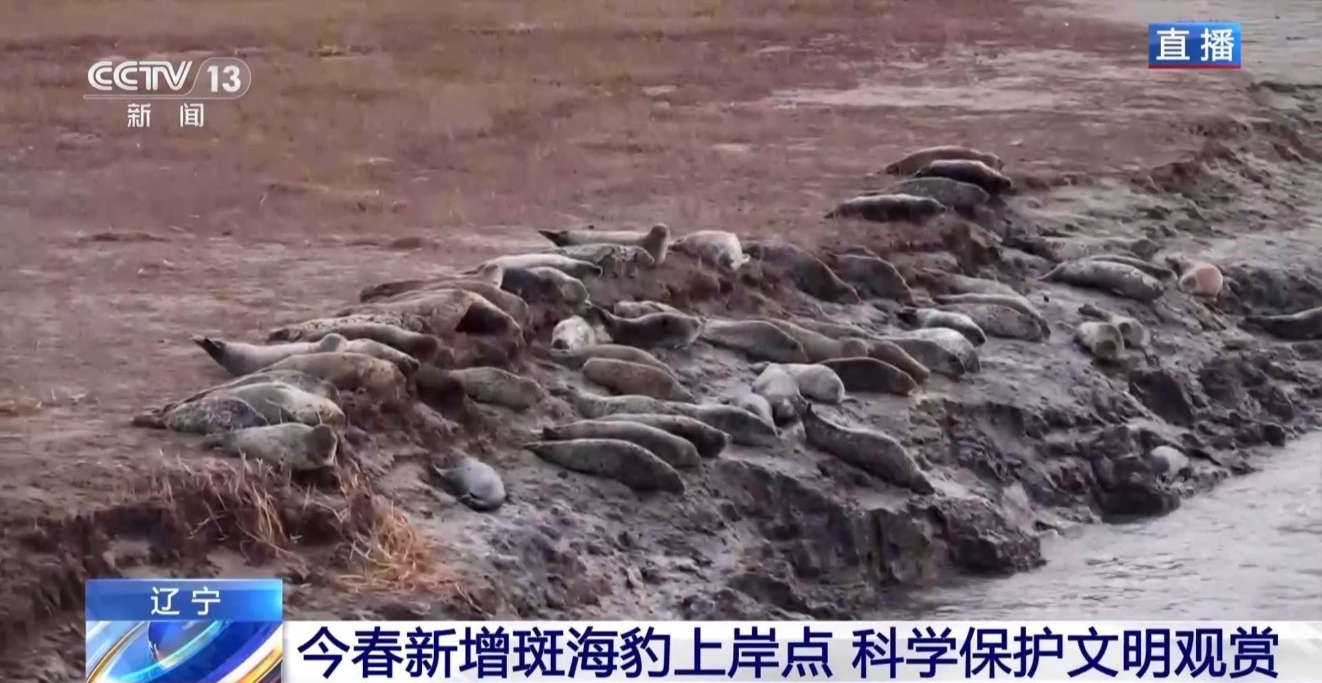 超800只野生斑海豹现身辽东湾
