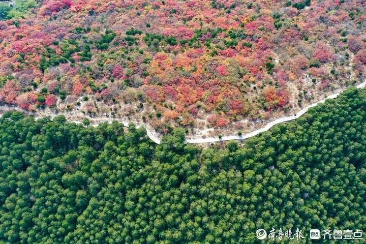 “平分秋色”有画面了，济南蝎子山现一山双色奇观