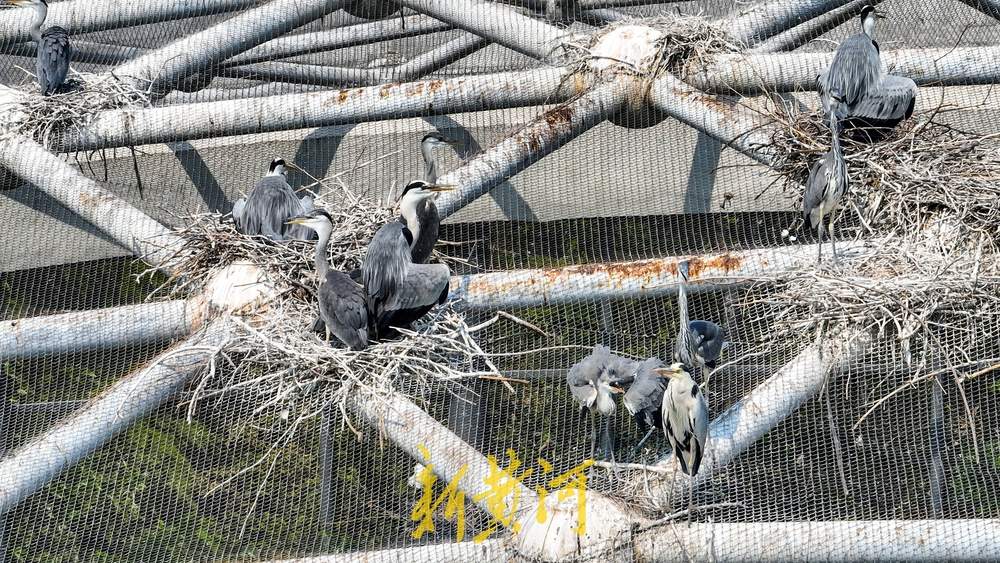 食物充足，济南动物园鸟馆顶部吸引数十只野生鸟筑巢栖息
