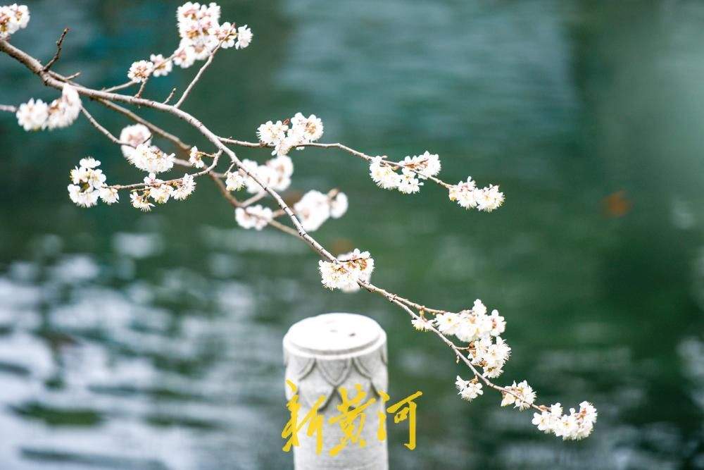 一年四季 泉在济南丨护城河畔春来早，一株早樱“抢跑”绽放送浪漫
