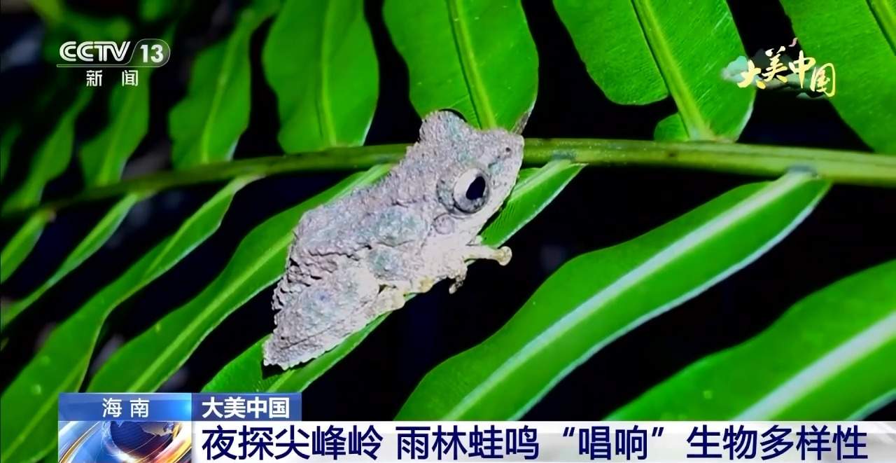 夜探尖峰岭 雨林蛙鸣“唱响”生物多样性