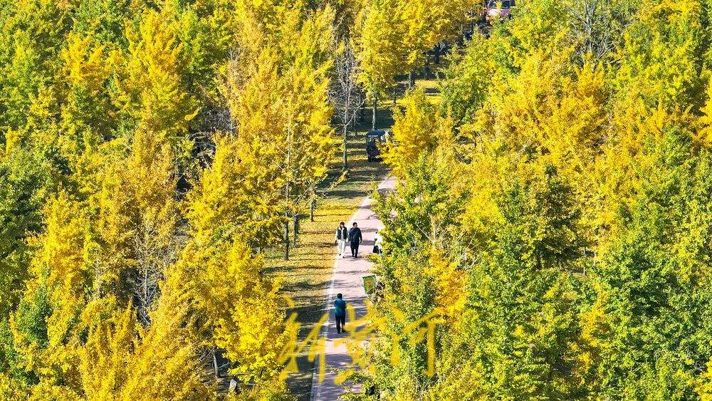 一年四季 泉在济南丨深秋百里黄河风景区，大堤戴上金绿相间的“项链”
