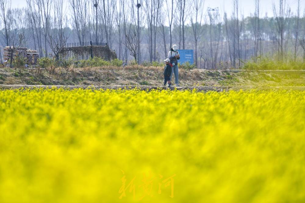 济南这处油菜花地免费开放，市民可尽情拍照嬉闹