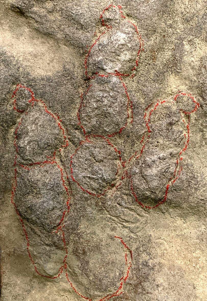 我国科学家揭示早侏罗世兽脚类恐龙行为奥秘