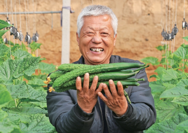 黄瓜晨市开市忙 出村进城销全国