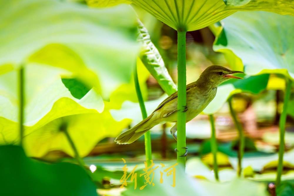 夏日限定！济南鲜花港万平荷塘荷花盛放