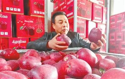 “攒劲”的花牛苹果，背后有个“攒劲”的人