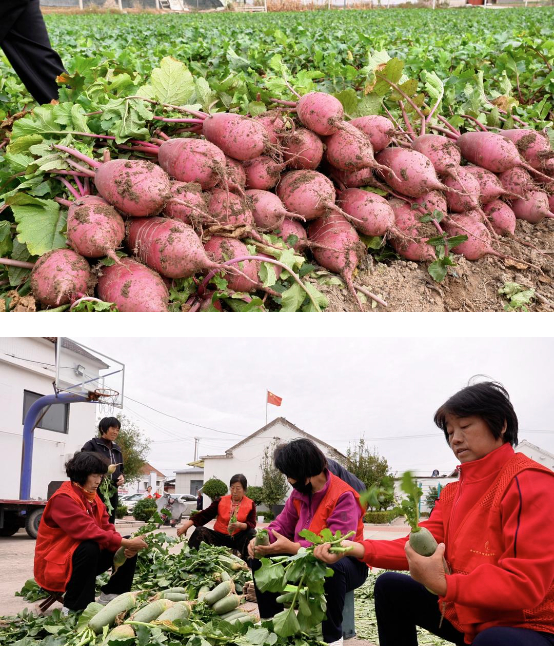 “冰激凌”萝卜迎来采摘季，你吃过吗？