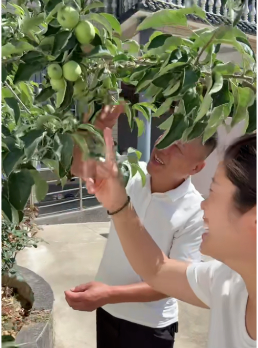 河南大叔网购“车厘子”树苗，三年后长出青苹果