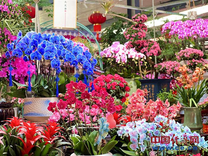 春节临近花卉市场年味浓 年宵花火出圈！