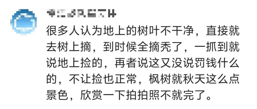 景区禁止游客捡枫叶,网友质疑“太小气”,最新回应