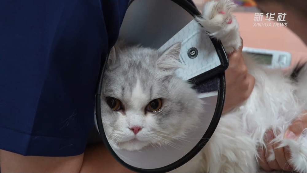 经济政策一线微观察｜精细养宠渐成潮流 夏日宠物经济持续升温