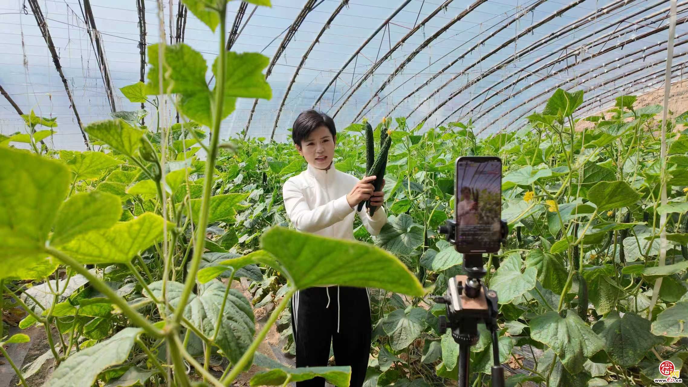 融媒·先锋丨父辈脚踏实地深耕沃土，青年科技赋能助力兴农——  瓜棚父子兵