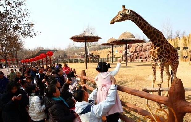 泉在濟南過大年濟南野生動物世界單日客流3w