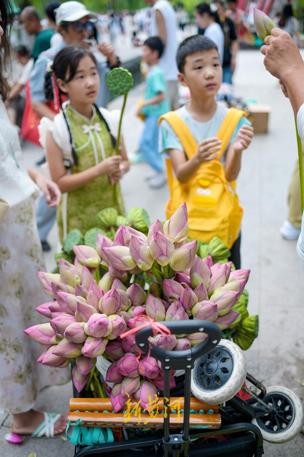 与荷花一起来个“荷”照吧，来济南邂逅夏末秋初的限定浪漫