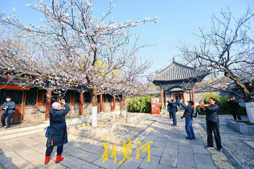 泉城春色好，万竹园杏花盛开如云似雪