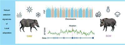 破解野猪百万年西迁的密码
