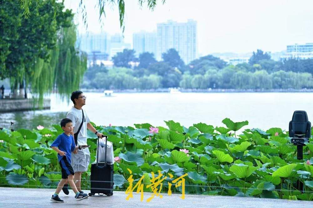一年四季 泉在济南｜热浪退去凉意至 济南大明湖畔赏初秋荷韵